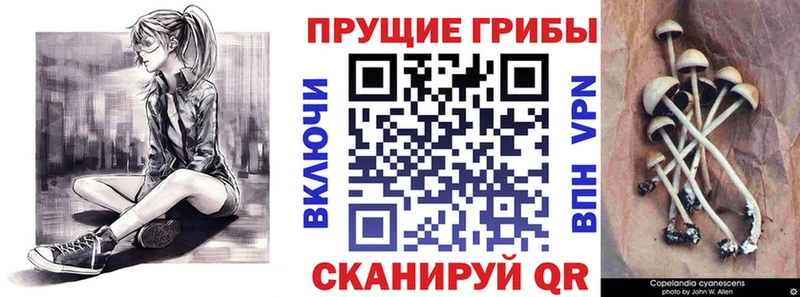 Псилоцибиновые грибы Psilocybe  Барнаул 